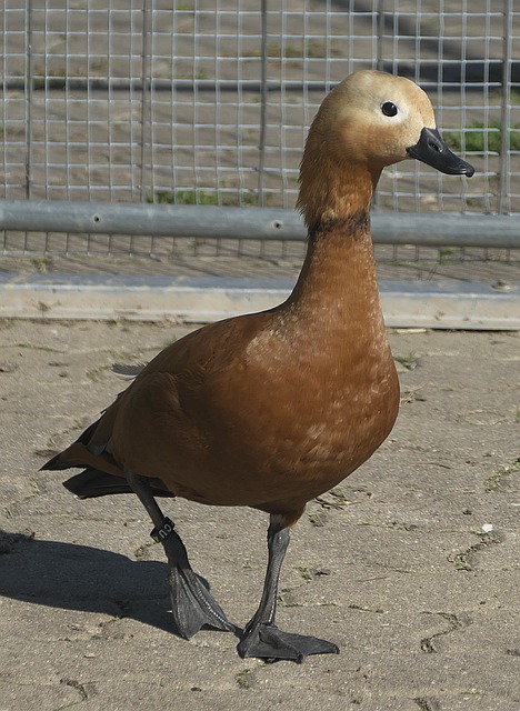 据亮眼